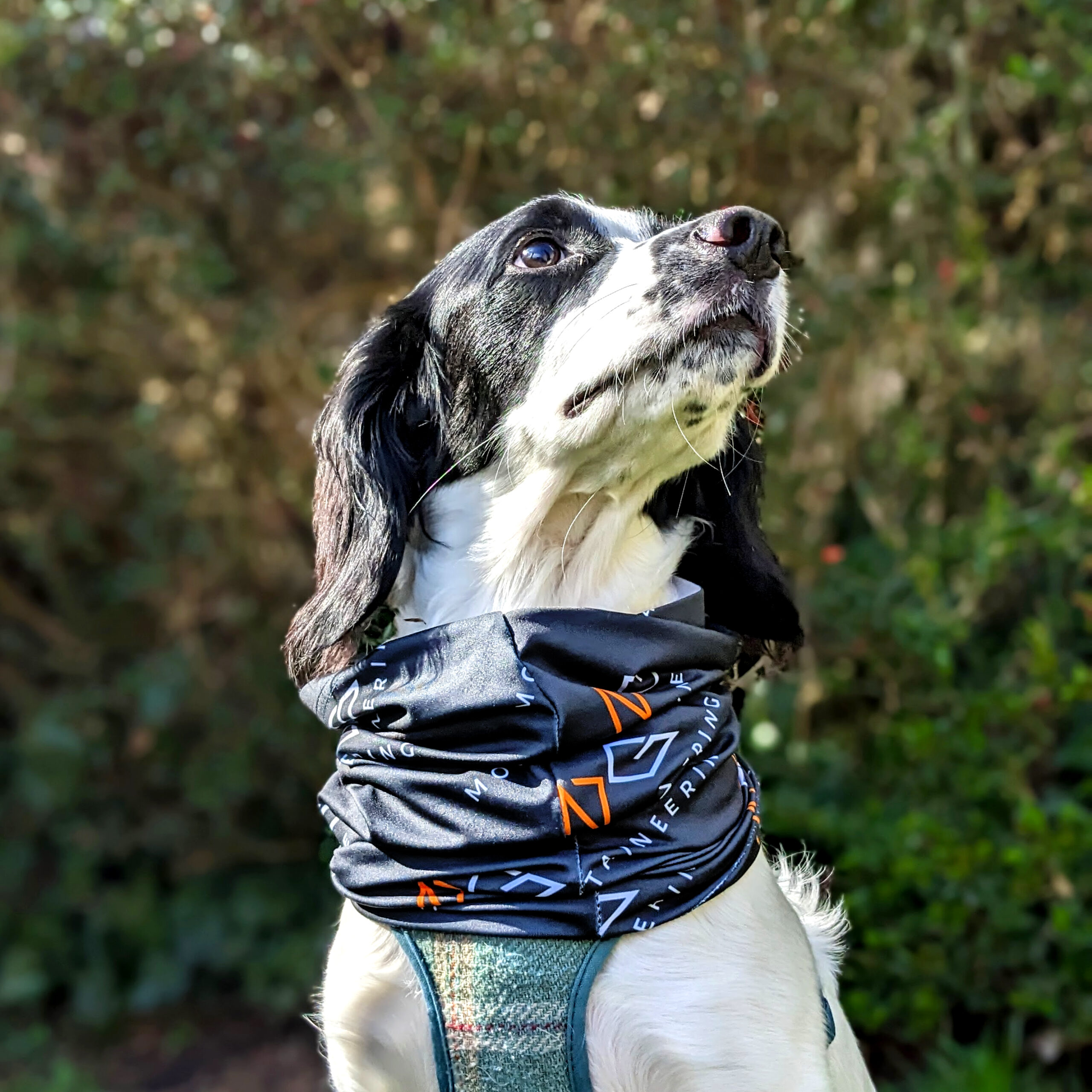 Snood - Image 4